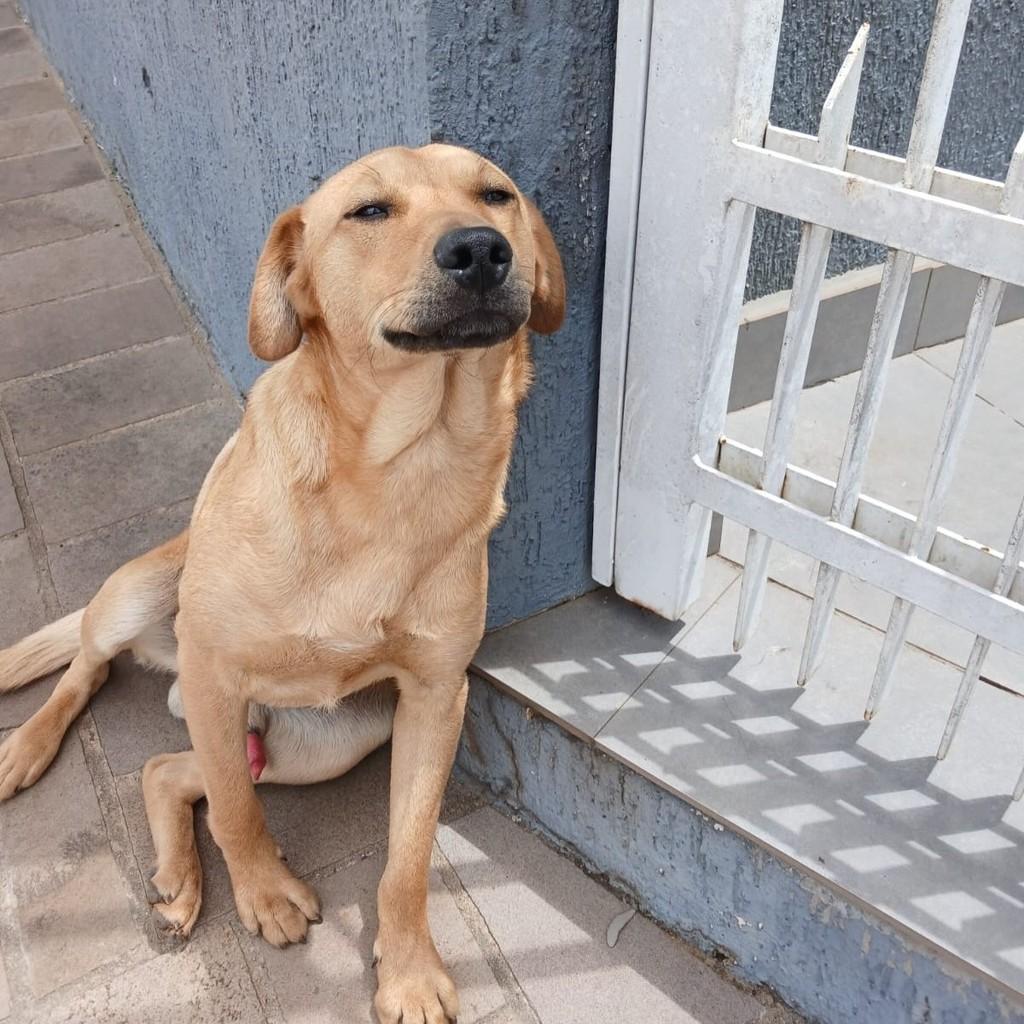 Bethoven, cachorro de porte médio para adoção em Passo Fundo - RS — foto 3 de 3