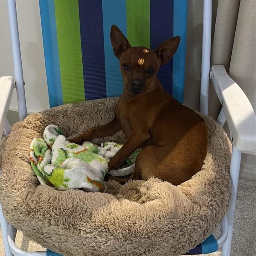Sid, cachorro de porte pequeno para adoção em Passo Fundo - RS
