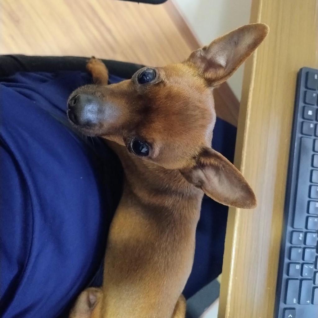 Sid, cachorro de porte pequeno para adoção em Passo Fundo - RS — foto 2 de 3
