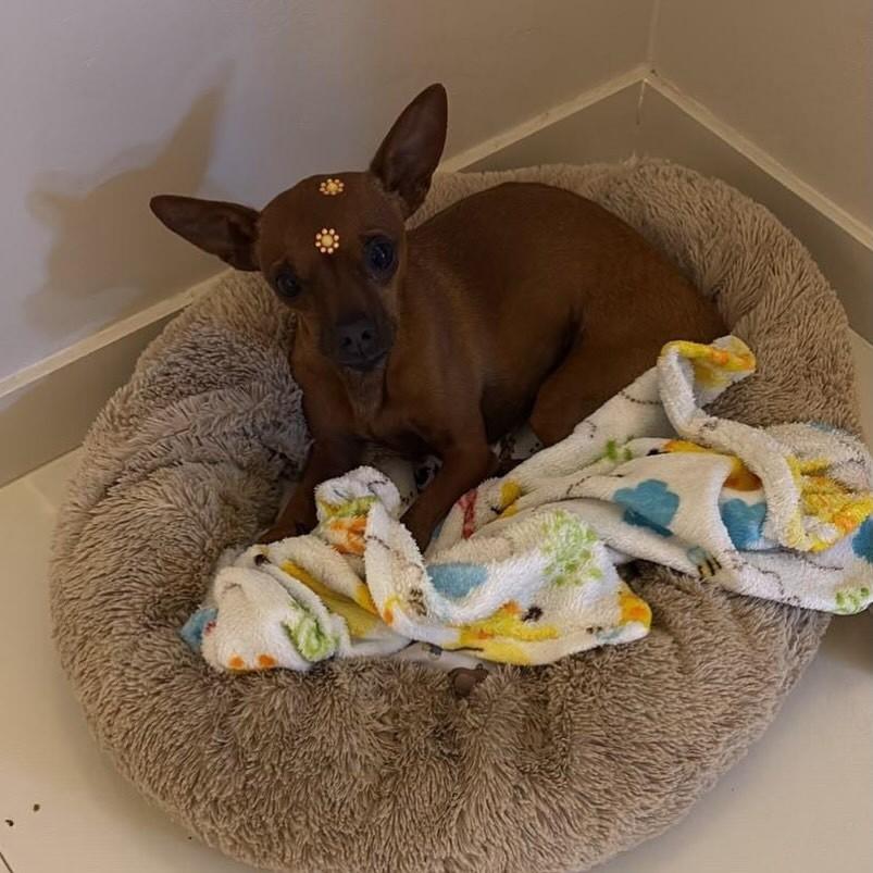 Sid, cachorro de porte pequeno para adoção em Passo Fundo - RS — foto 3 de 3