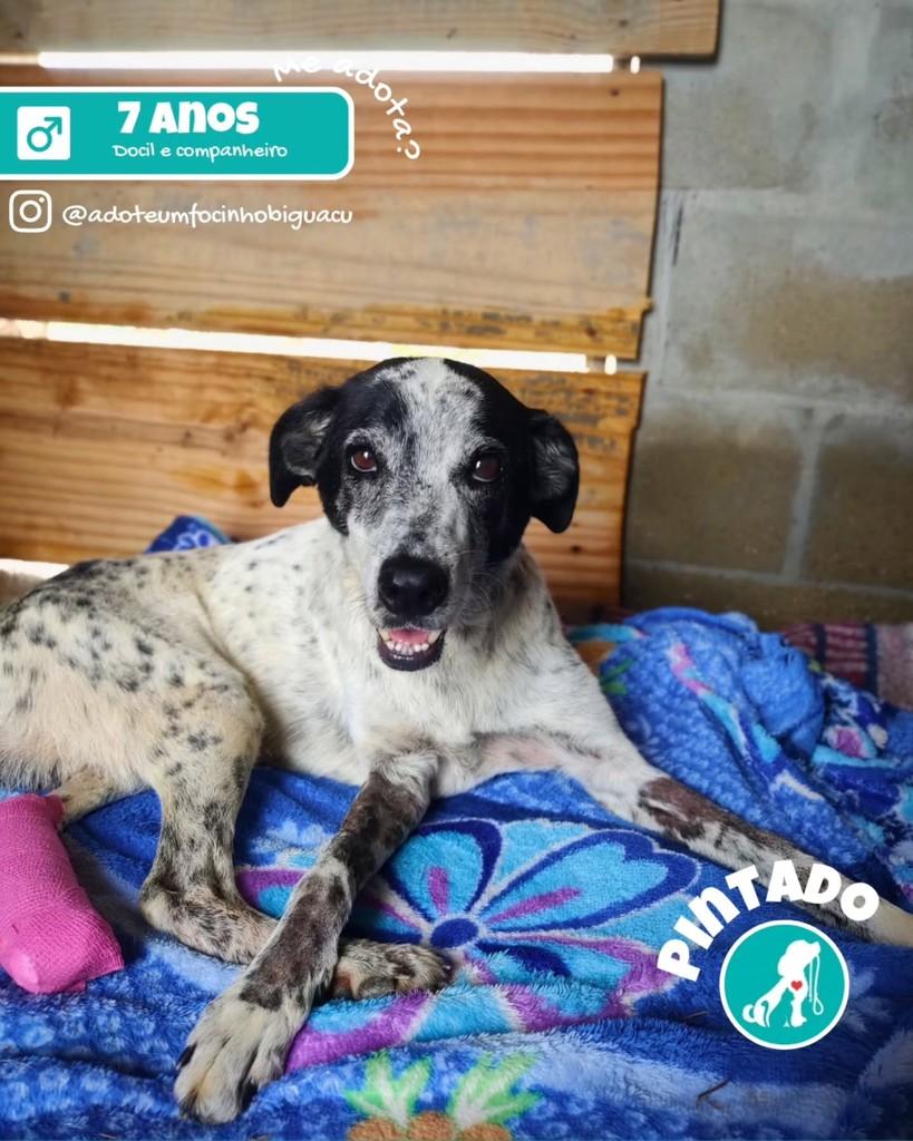Pintado, cachorro de porte médio para adoção em Biguaçu - SC
