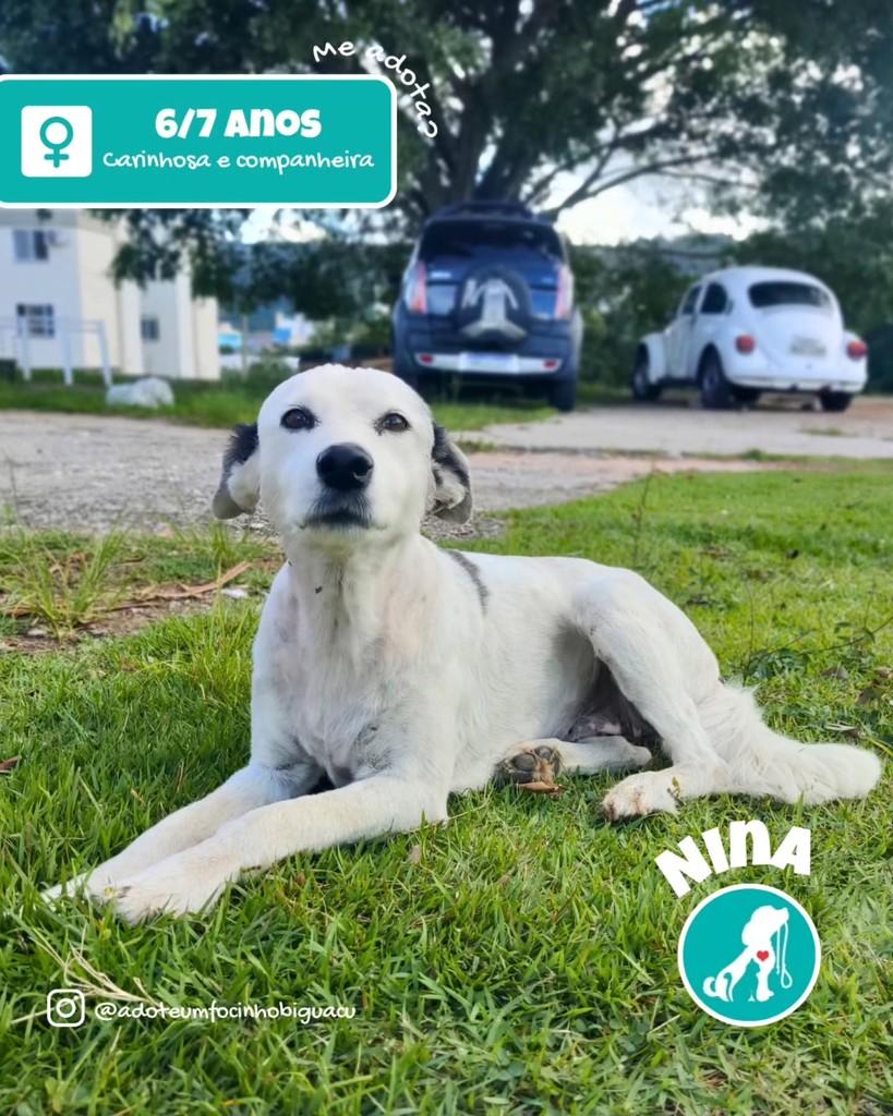 Nininha, cadela de porte médio para adoção em Biguaçu - SC