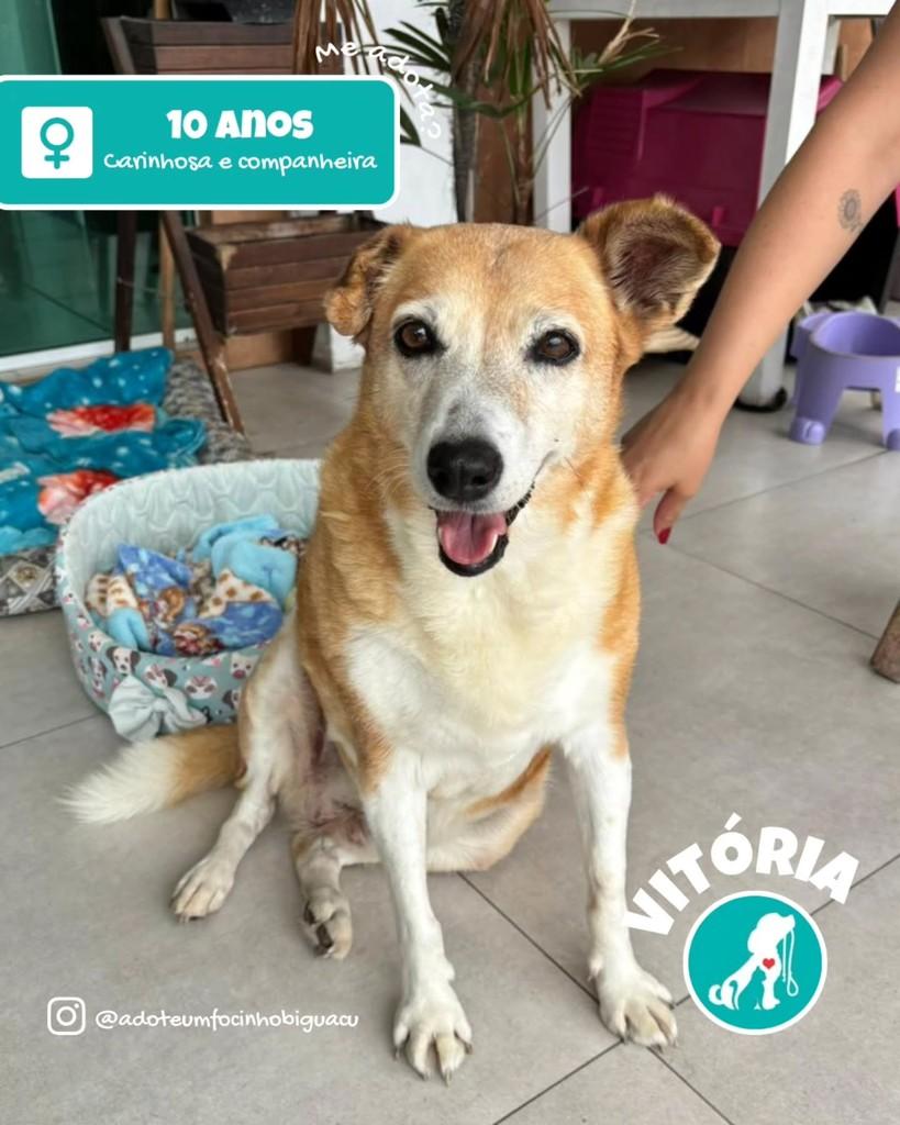 Vitória, cachorro de porte médio para adoção em Vitória - ES