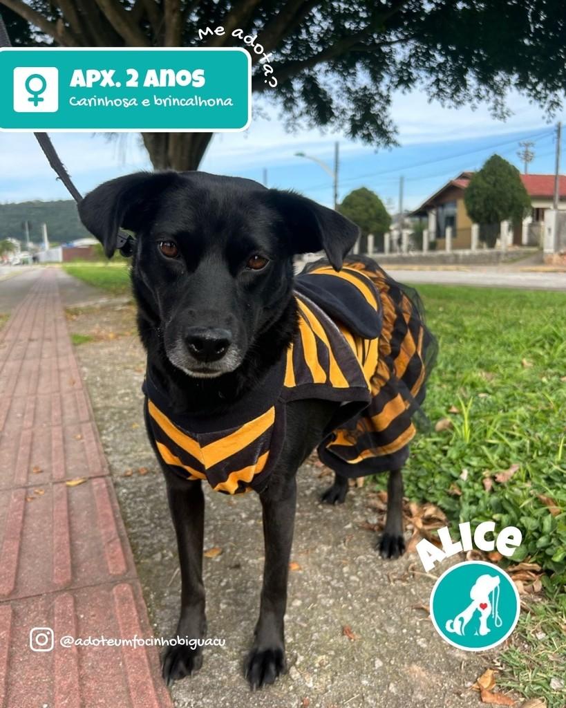 Alice, cachorro de porte médio para adoção em Biguaçu - SC