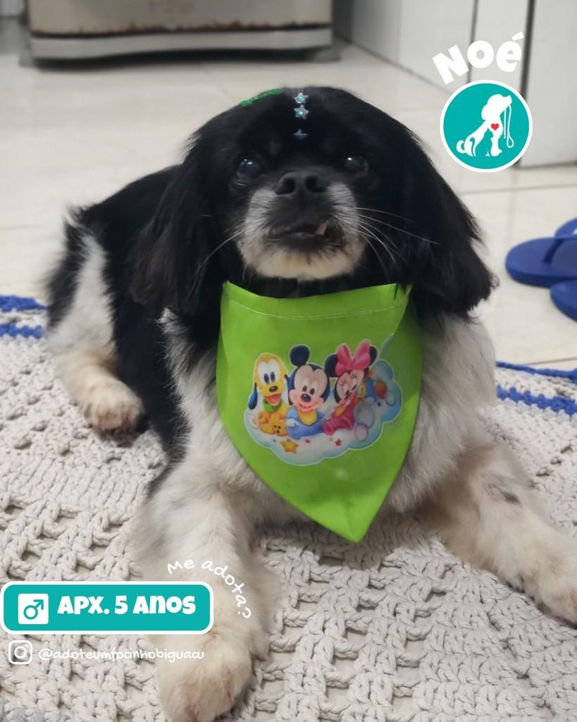 Noé, cachorro de porte pequeno para adoção em Biguaçu - SC