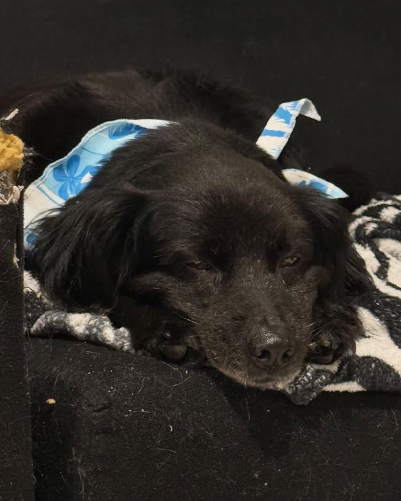 Pepe, cachorro de porte pequeno para adoção em Biguaçu - SC