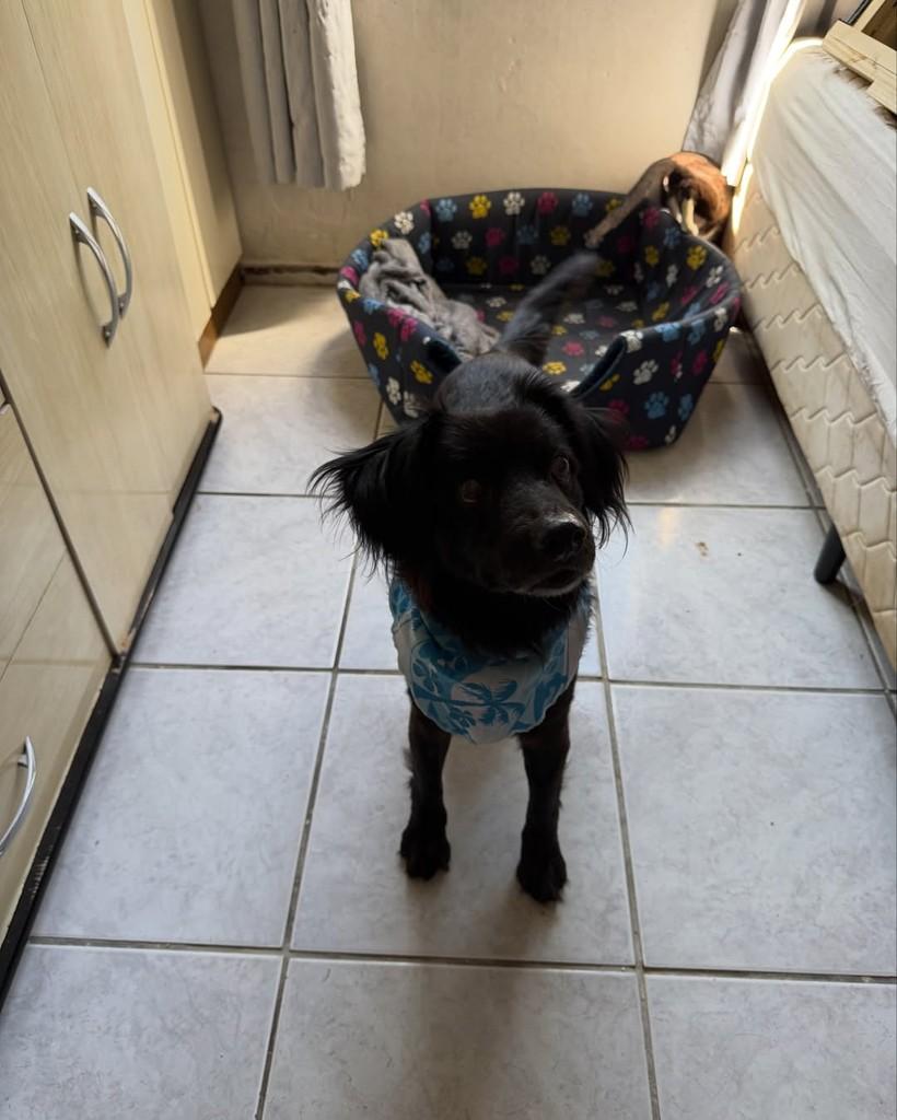Pepe, cachorro de porte pequeno para adoção em Biguaçu - SC — foto 2 de 2
