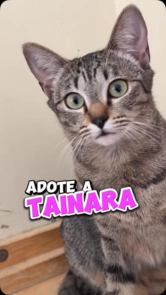 Tainara, gato de porte pequeno para adoção em São Paulo - SP