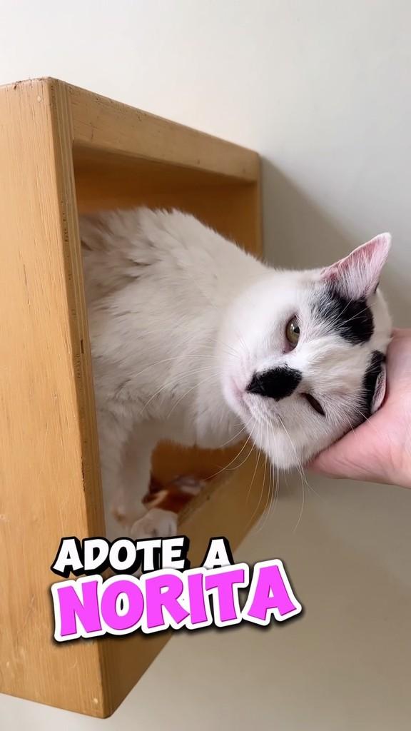 Norita, gata de porte pequeno para adoção em São Paulo - SP