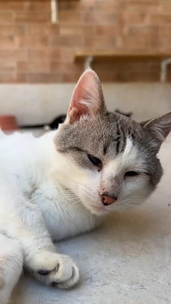 Expedito, gato de porte pequeno para adoção em São Paulo - SP