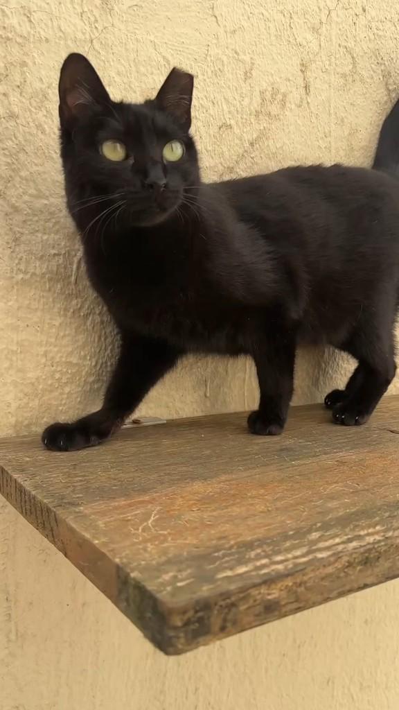 Eliane, gata de porte pequeno para adoção em São Paulo - SP