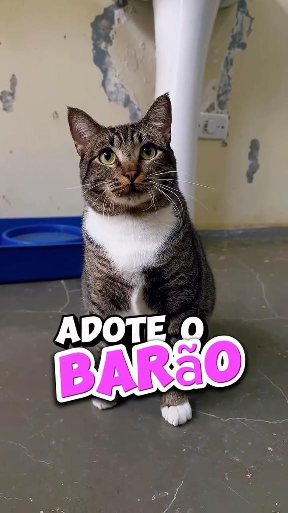 Barão, gato de porte médio para adoção em São Paulo - SP