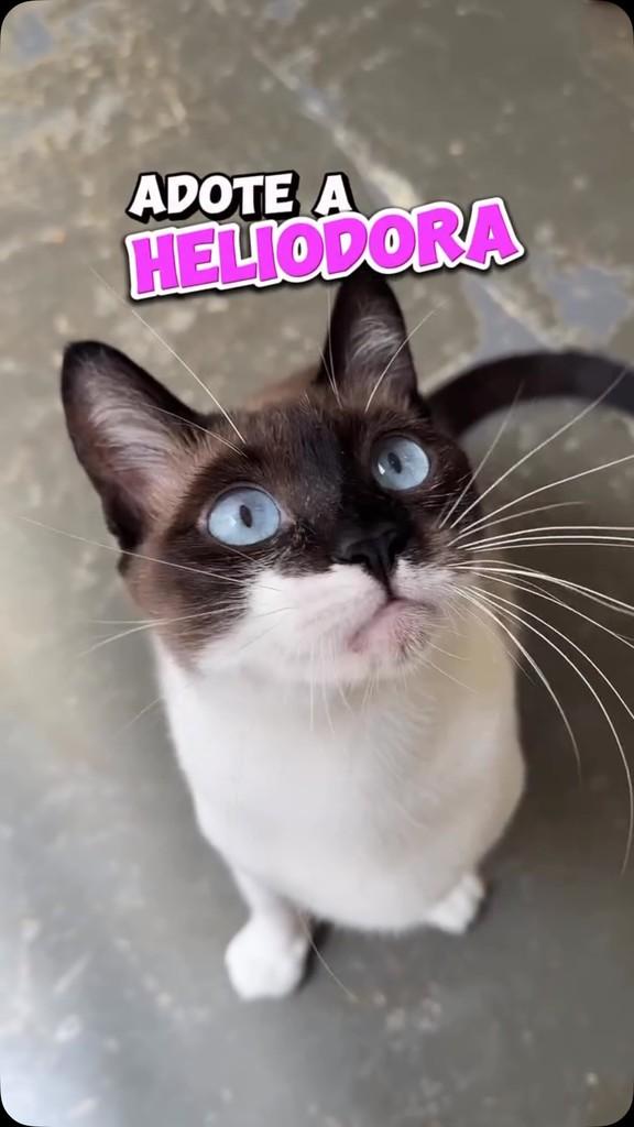Heliodora, gata de porte médio para adoção em São Paulo - SP