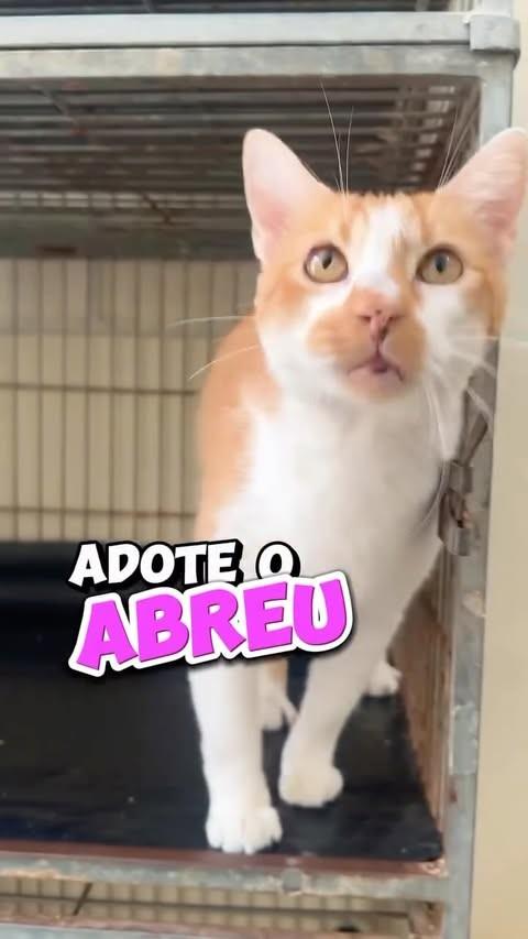 Abreu, gato de porte médio para adoção em São Paulo - SP
