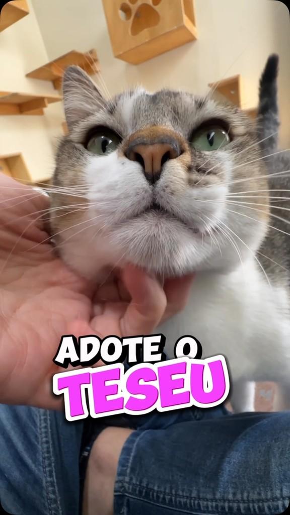 Teseu, gato de porte pequeno para adoção em São Paulo - SP