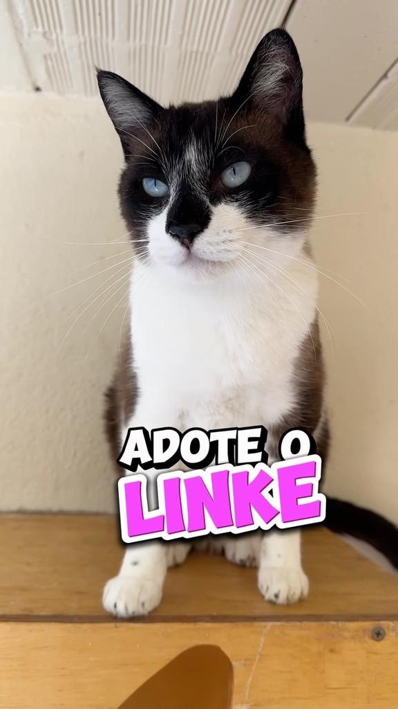 Linke, gato de porte pequeno para adoção em São Paulo - SP