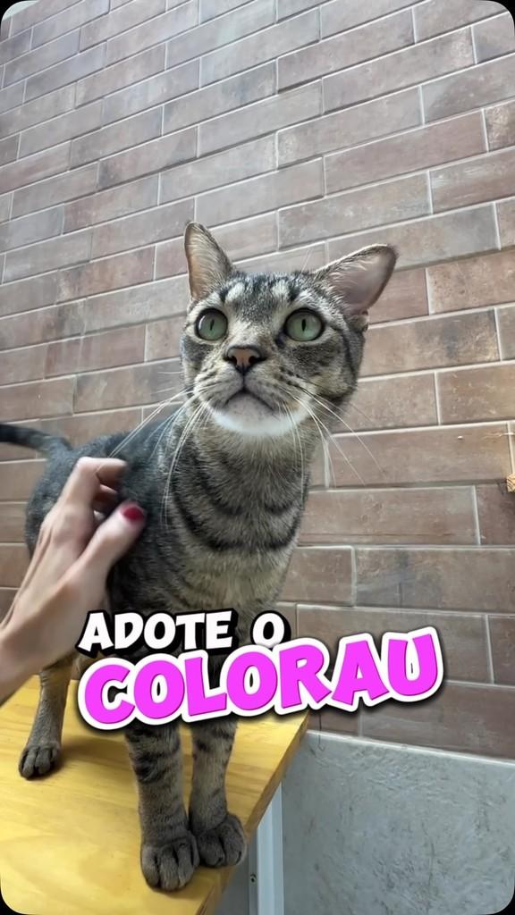 Colorau, gato de porte pequeno para adoção em São Paulo - SP