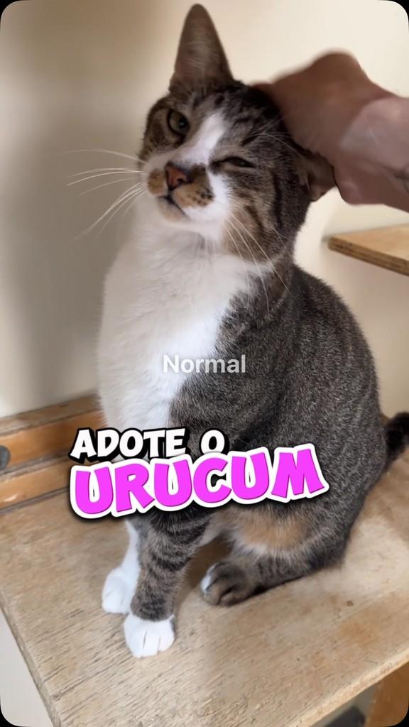 Urucum, gato de porte médio para adoção em São Paulo - SP