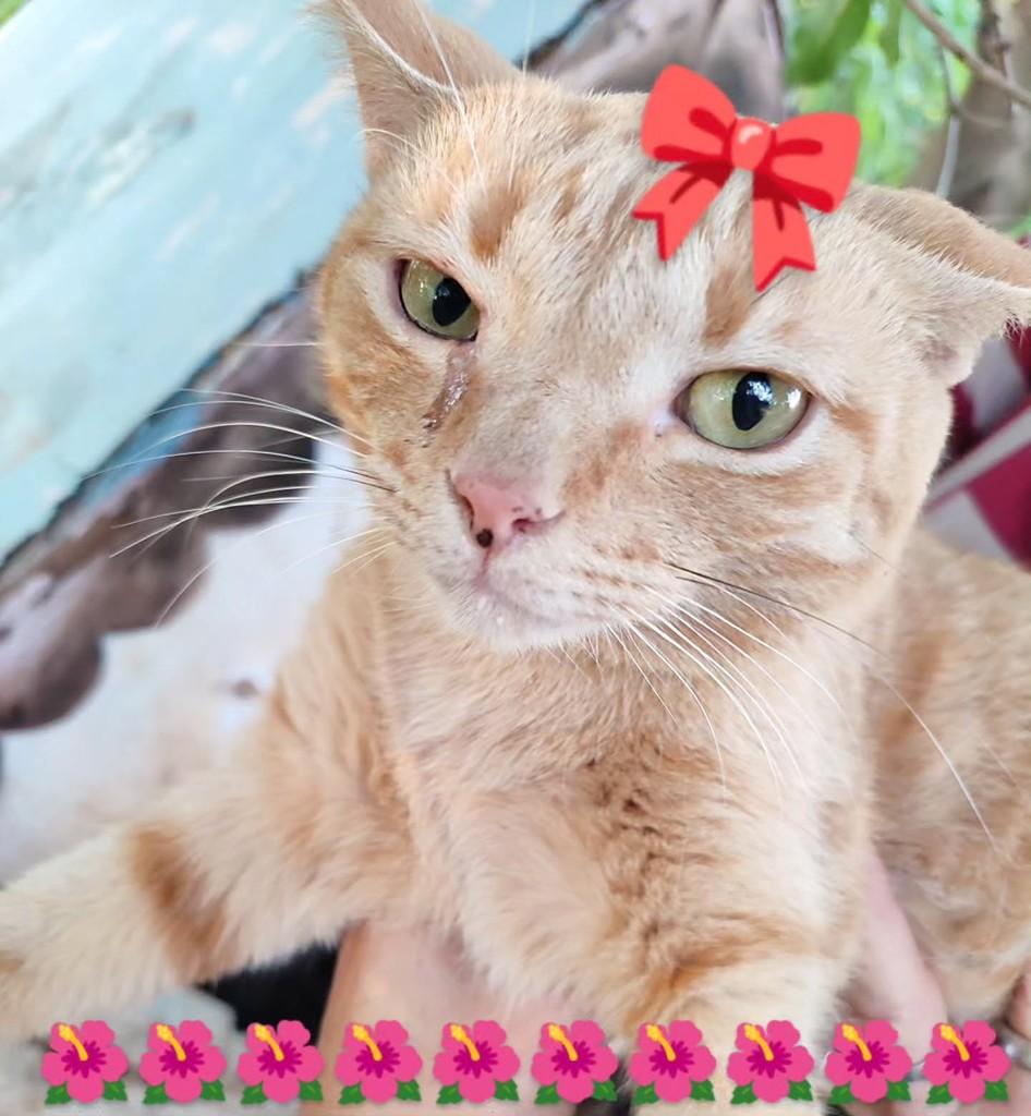 Linda, gata para adoção em Mogi Mirim - SP