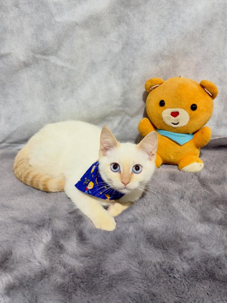 Galak, gato de porte pequeno para adoção em Campinas - SP