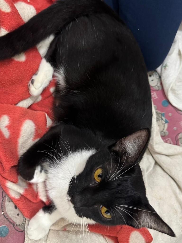 Frajolinha, gato de porte pequeno para adoção em Campinas - SP