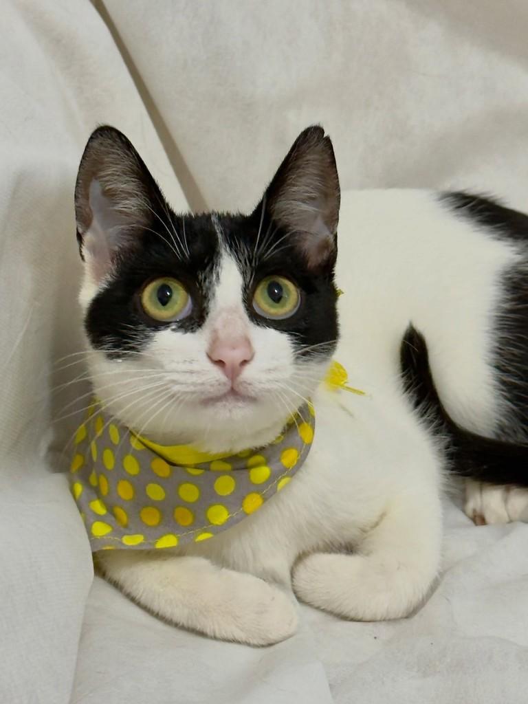 Chuvisco, gato de porte pequeno para adoção em Campinas - SP
