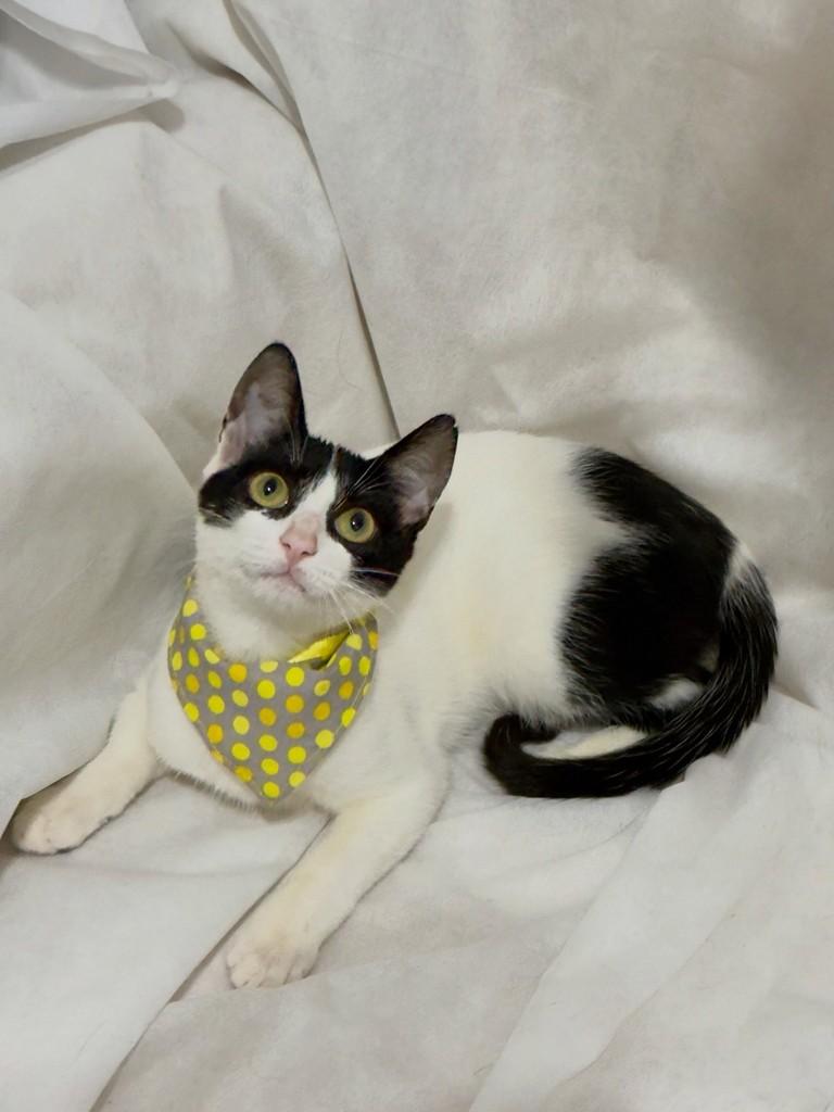 Chuvisco, gato de porte pequeno para adoção em Campinas - SP — foto 2 de 4