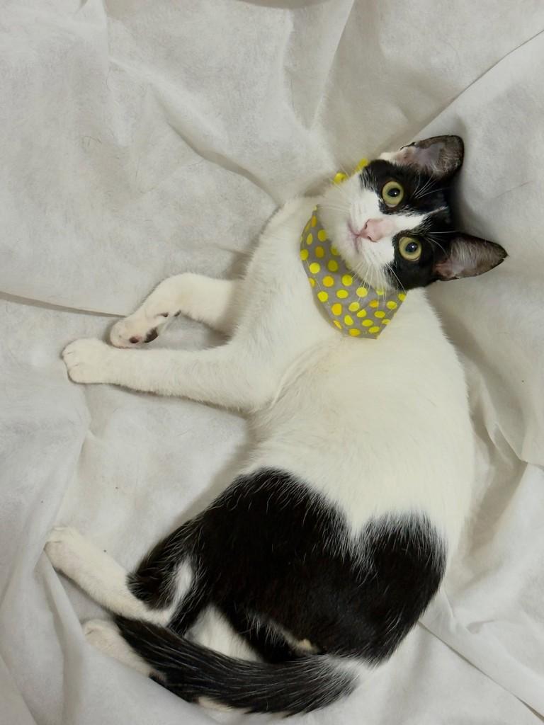 Chuvisco, gato de porte pequeno para adoção em Campinas - SP — foto 3 de 4