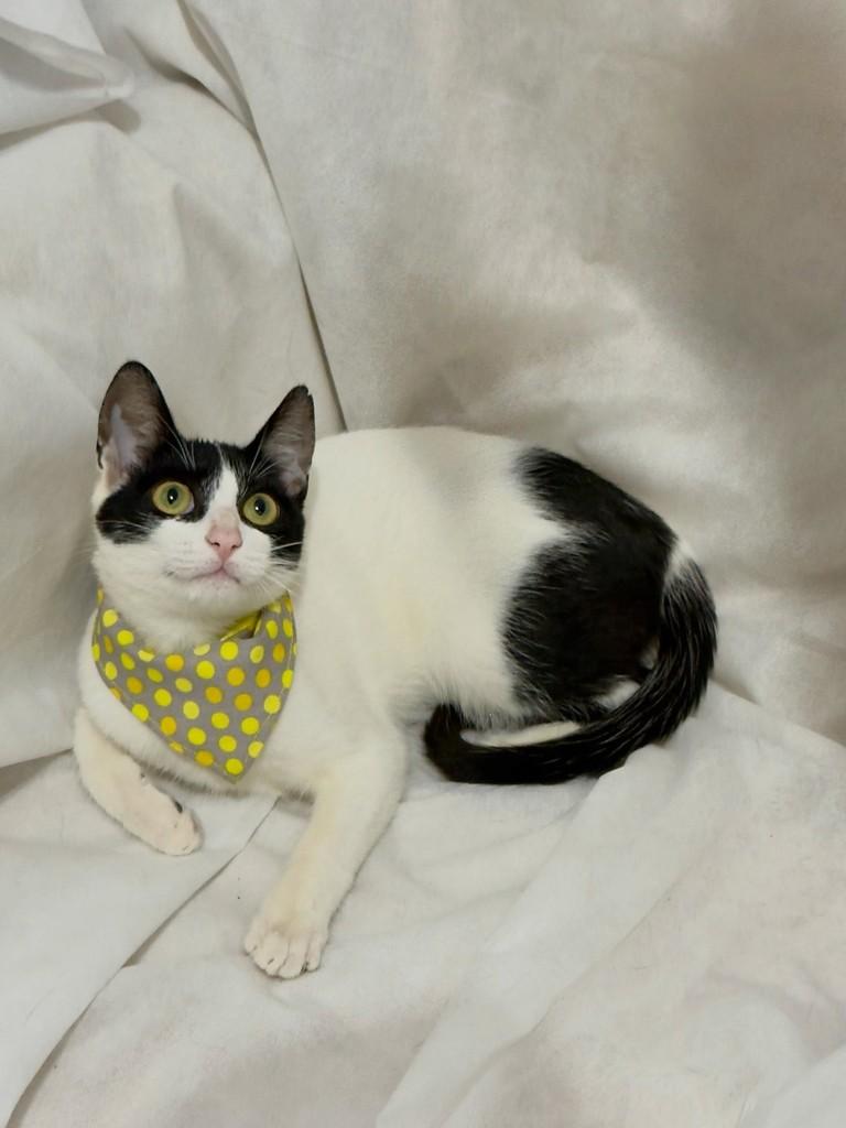 Chuvisco, gato de porte pequeno para adoção em Campinas - SP — foto 4 de 4