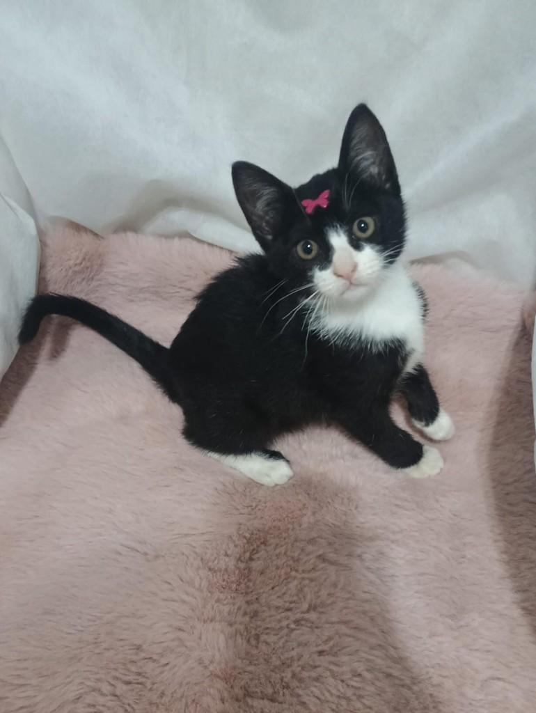 Pietra, gata de porte pequeno para adoção em Campinas - SP