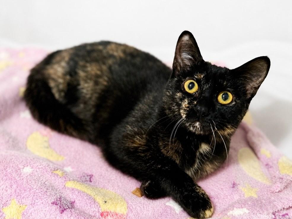 Gaia, gata de porte pequeno para adoção em Campinas - SP