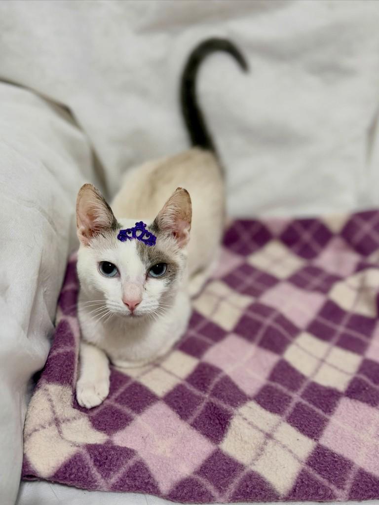 Sarita, gata de porte pequeno para adoção em Campinas - SP