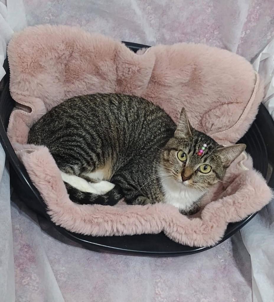 Florzinha, gata de porte pequeno para adoção em Campinas - SP