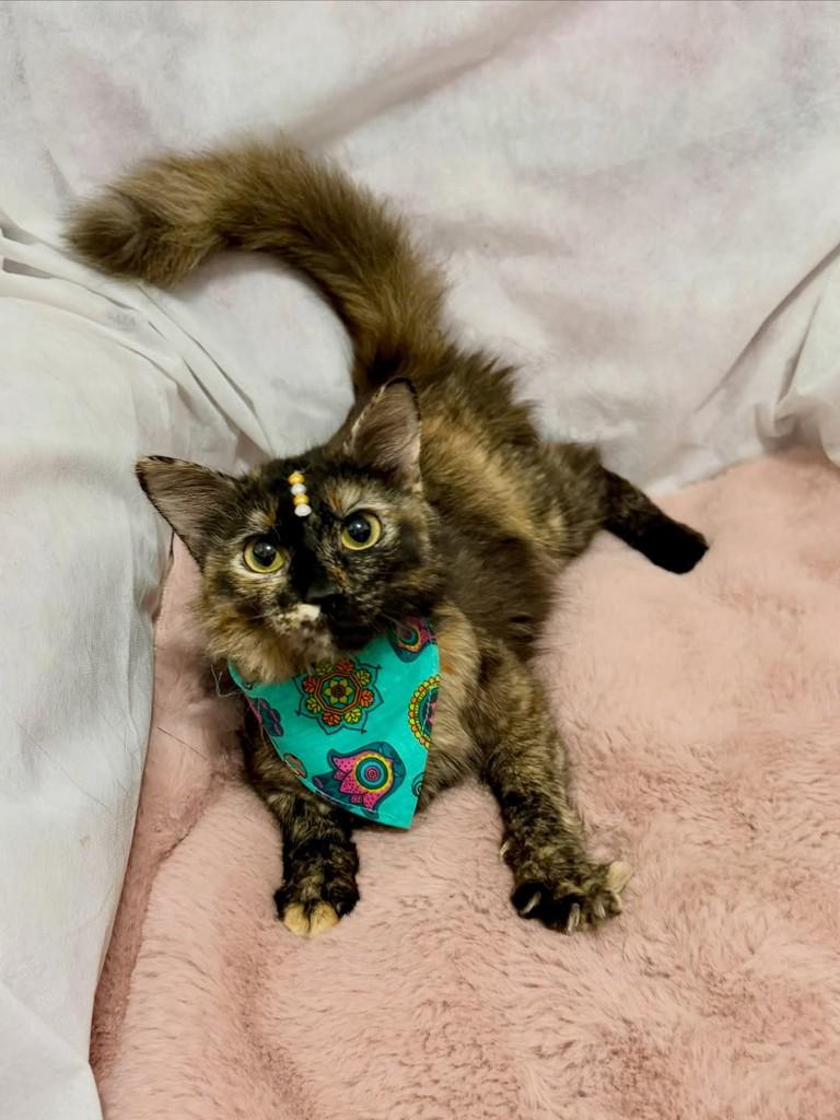 Margot, gata de porte pequeno para adoção em Campinas - SP