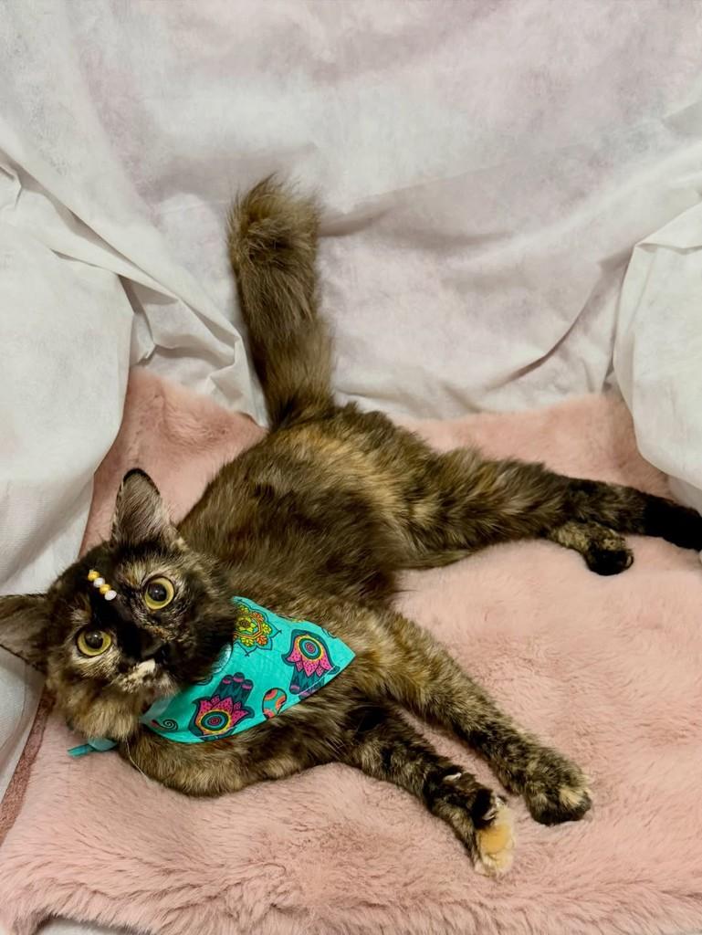 Margot, gata de porte pequeno para adoção em Campinas - SP — foto 2 de 4