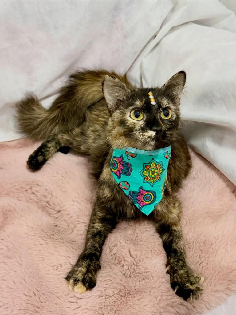 Margot, gata de porte pequeno para adoção em Campinas - SP — foto 3 de 4