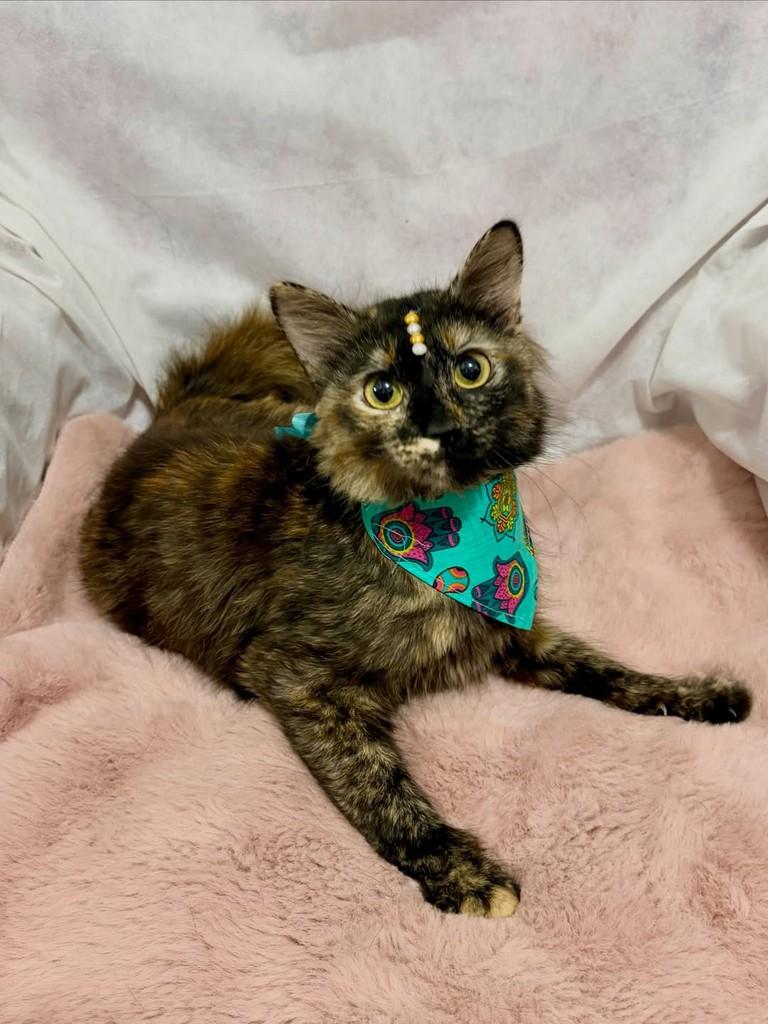 Margot, gata de porte pequeno para adoção em Campinas - SP — foto 4 de 4