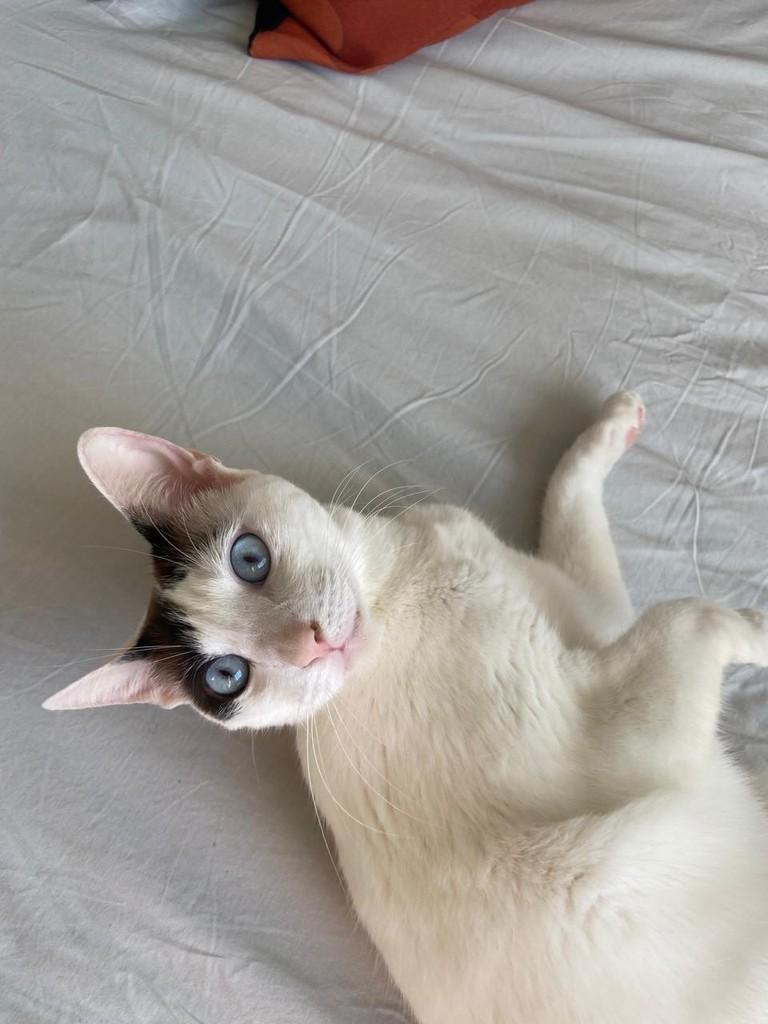 Theo, gato de porte pequeno para adoção em Campinas - SP