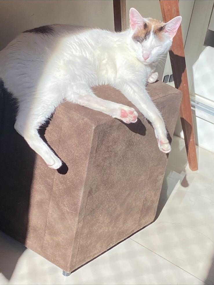 Theo, gato de porte pequeno para adoção em Campinas - SP — foto 2 de 5