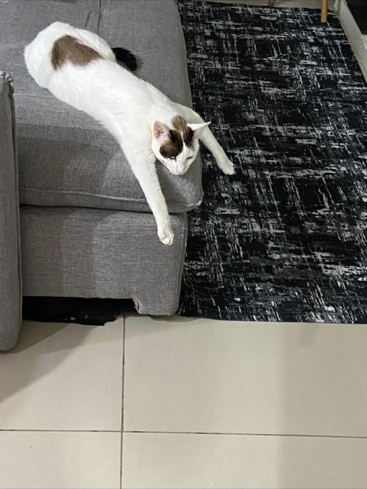 Theo, gato de porte pequeno para adoção em Campinas - SP — foto 3 de 5