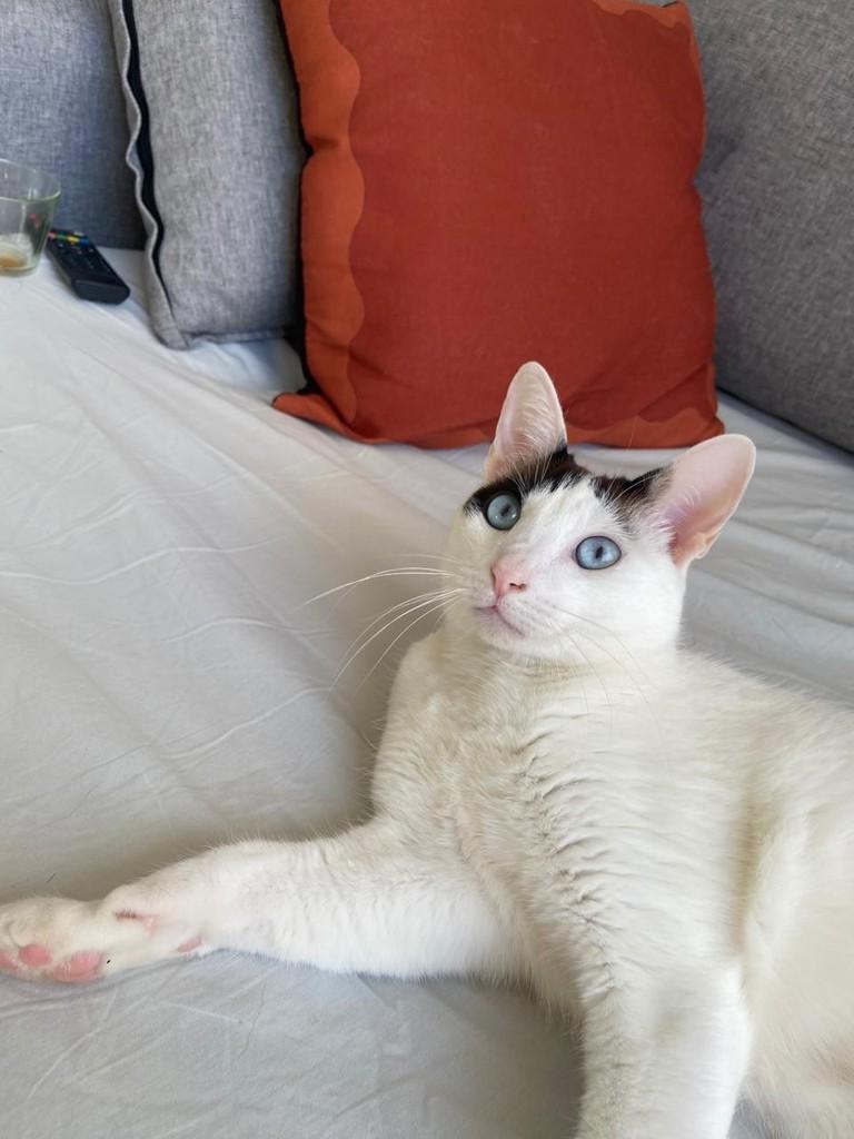 Theo, gato de porte pequeno para adoção em Campinas - SP — foto 4 de 5