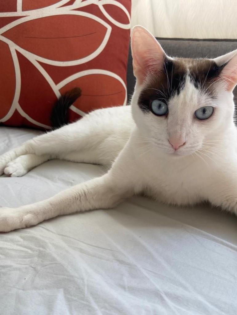 Theo, gato de porte pequeno para adoção em Campinas - SP — foto 5 de 5