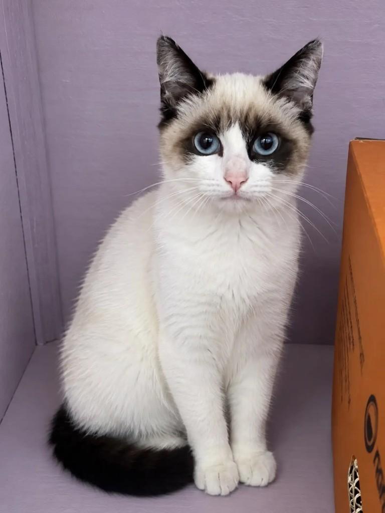 Luna, gata de porte pequeno para adoção em Campinas - SP