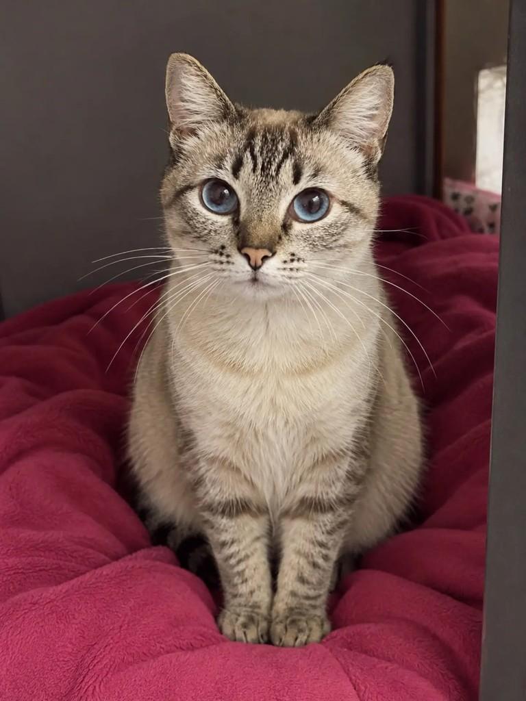 Maya, gata de porte pequeno para adoção em Campinas - SP