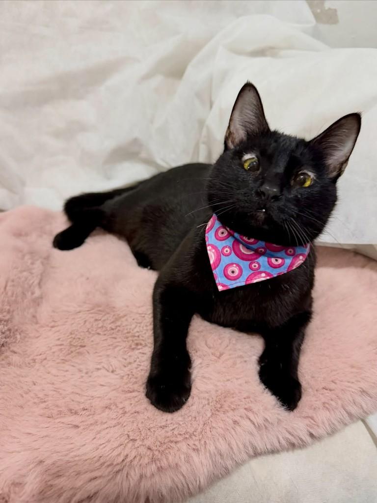 Pitanga, gata de porte pequeno para adoção em Campinas - SP