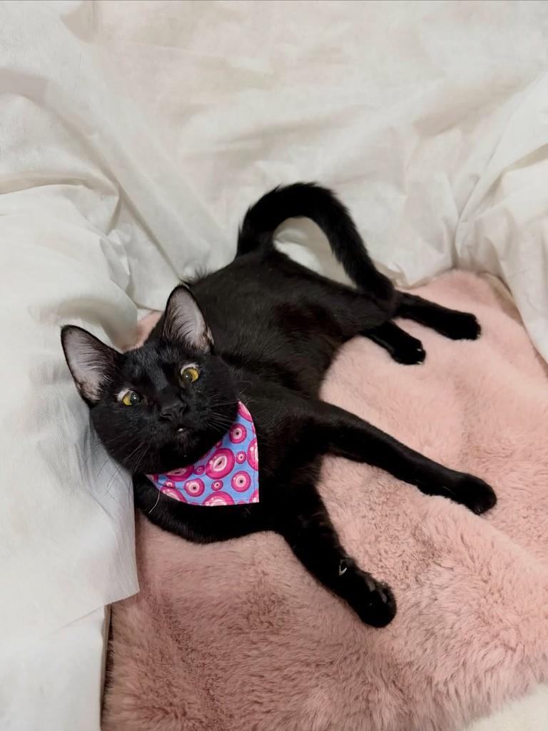 Pitanga, gata de porte pequeno para adoção em Campinas - SP — foto 2 de 5