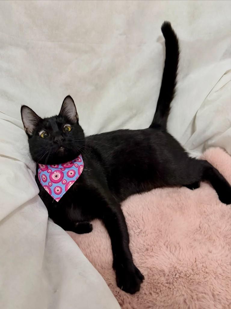 Pitanga, gata de porte pequeno para adoção em Campinas - SP — foto 3 de 5