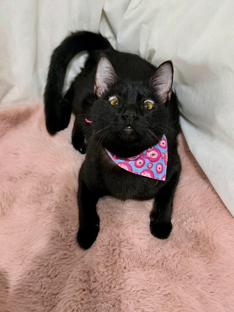 Pitanga, gata de porte pequeno para adoção em Campinas - SP — foto 4 de 5