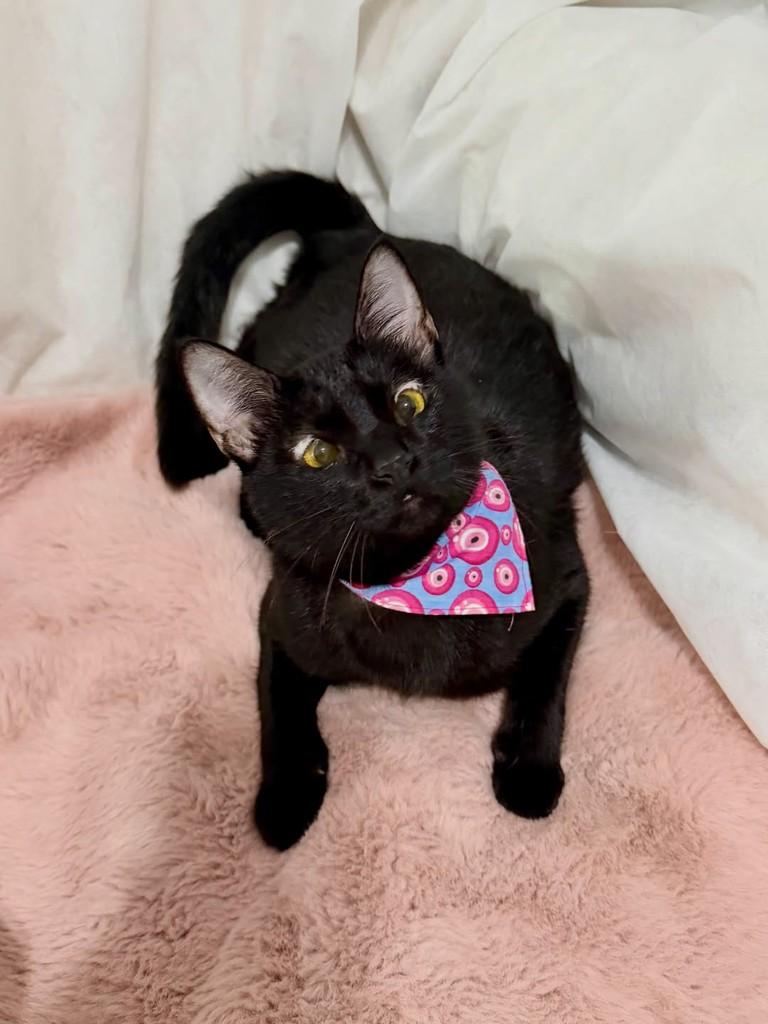Pitanga, gata de porte pequeno para adoção em Campinas - SP — foto 5 de 5