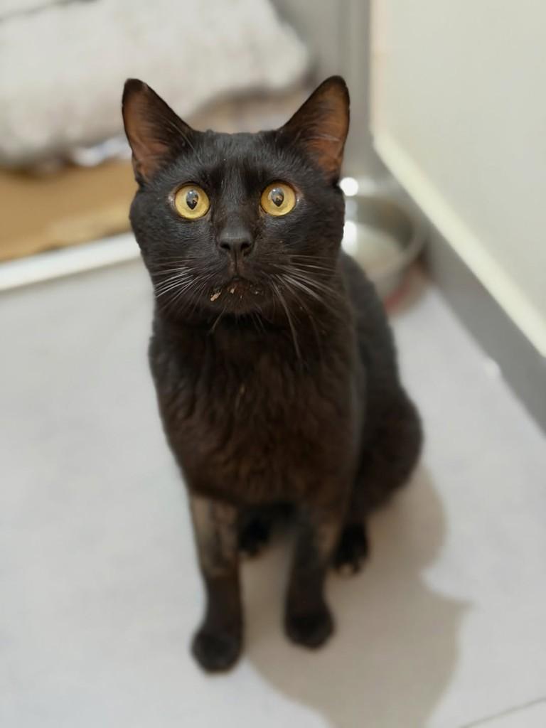 Banguela, gato de porte pequeno para adoção em Campinas - SP